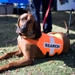 National Disaster Search Dog Foundation Deploys Rescue Teams to Haiti